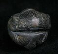 Very Detailed Enrolled Phacops Trilobite #4743-1